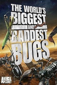 Thế Giới Côn Trùng Khổng Lồ và Nguy Hiểm The World's Biggest and Baddest Bugs